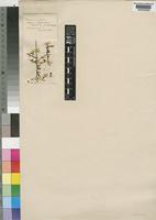 Lycium horridum Thunb. [family SOLANACEAE]