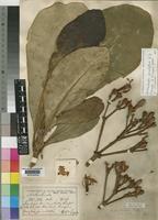 Holotype of Anthocleista insignis Galpin [family LOGANIACEAE]
