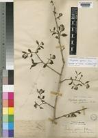 Paratype of Strychnos spinosa Lam. var. pubescens Baker [family LOGANIACEAE]