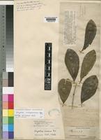 Paratype of Strychnos burtonii Baker [family LOGANIACEAE]
