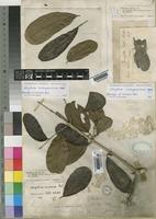 Paratype of Strychnos burtonii Baker [family LOGANIACEAE]