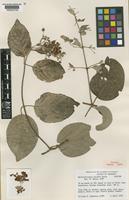 Isotype of Banisteriopsis pulchra B.Gates [family MALPIGHIACEAE]