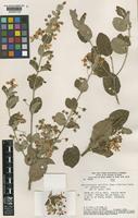 Type of Banisteriopsis malifolia (Nees&Mart.) B.Gates var. appressa B.Gates [family MALPIGHIACEAE]