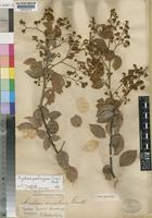 Agelaea baronii G.Schellenb. [family CONNARACEAE]