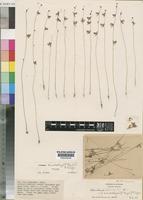 Type of Utricularia microcalyx (P.Taylor) P.Taylor [family LENTIBULARIACEAE]