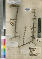 Type of Rhigozum zambesiacum Baker [family BIGNONIACEAE]
