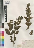Isotype of Linariopsis chevalieri Jacq.-Fél. [family PEDALIACEAE]