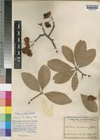 Ochna pulchra Hook.f. [family OCHNACEAE]