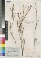 Holotype of Thesium chimanimaniense Brenan [family SANTALACEAE]