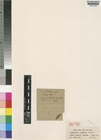 Type of Englerastrum schlechteri T.C.E.Fr. [family LABIATAE]