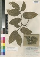 Paratype of Dichapetalum zambesianum Torre [family DICHAPETALACEAE]