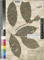 Isotype of Dichapetalum brevitubulosum Engl. [family DICHAPETALACEAE]