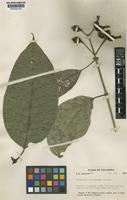 Type of Coussarea macrocalyx Standl. [family RUBIACEAE]