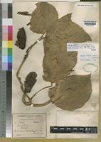 Paratype of Monstera luteynii Madison [family ARACEAE]