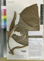 Isotype of Philodendron ichthyoderma Croat & Grayum [family ARACEAE]