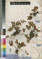 Holotype of Notholaena buchanani Baker [family ADIANTACEAE]
