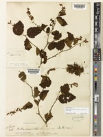 Holotype of Neillia sinensis Oliver [family ROSACEAE]