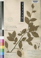 Type of Cotoneaster foveolata Rehder & E.H.Wilson [family ROSACEAE]