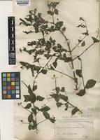 Strychnos brasiliensis (Spreng.) Mart [family LOGANIACEAE]