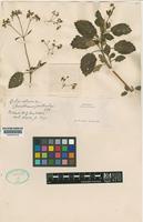 Holotype of Calceolaria albula Colenso [family SCROPHULARIACEAE]
