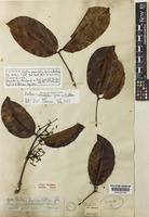 Lectotype of Gnetum paniculatum Spruce ex Benth. [family GNETACEAE]