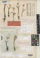 Isolectotype of Colchicum bifolium Freyn & Sint. [family COLCHICACEAE]