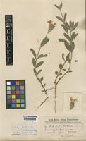 Glandularia platensis (Spreng.) Schnack&Covas var. latiscula [family VERBENACEAE]