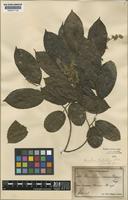Isotype of Homalium trichocladum S.F.Blake [family FLACOURTIACEAE]
