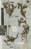 Acaena magellanica (Lam.) Vahl [family ROSACEAE]