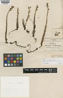Isotype of Villadia minutiflora Rose [family CRASSULACEAE]