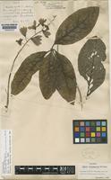 Isotype of Petrea atrocoerulea Moldenke [family VERBENACEAE]