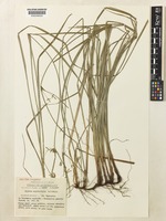 Type of Cyperus semifertilis S.T.Blake [family CYPERACEAE]