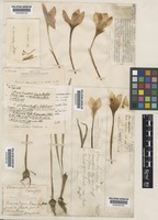 Type of Crocus banaticus Heuff. [family IRIDACEAE]