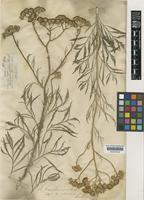 Senecio brasiliensis (Spreng.) Less. [family COMPOSITAE]
