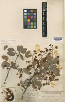 Type of Pithecellobium pittieri Britton & Killip [family LEGUMINOSAE-MIMOSOIDEAE]