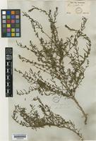 Heimia myrtifolia Cham. & Schltdl. [family LYTHRACEAE]