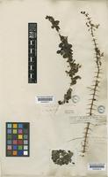 Oplonia spinosa (Jacq.) Raf. [family ACANTHACEAE]