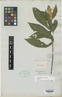 Syntype of Pachystachys lutea Nees [family ACANTHACEAE]
