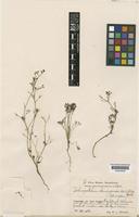 Type of Pedinopetalum domingense Urb. & H.Wolff [family UMBELLIFERAE]