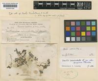 Type of Oxalis trinidadensis R.Knuth [family OXALIDACEAE]