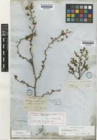 Holotype of Mimosa ramulosa Benth. [family LEGUMINOSAE-MIMOSOIDEAE]