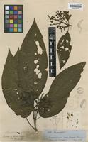 Type of Pterocladon sprucei Hook.f. [family MELASTOMATACEAE]