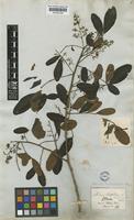 Schinus terebinthifolius Raddi var. rhoifolia (Mart.) Engl. [family ANACARDIACEAE]