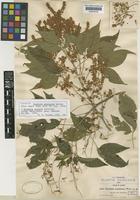 Isotype of Thouinia acuminata S.Watson [family SAPINDACEAE]