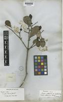 Isotype of Psidium coriaceum Mart. ex DC. var. obovatum O.Berg [family MYRTACEAE]