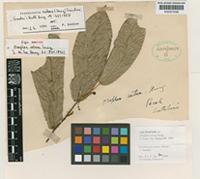 Pseuduvaria setosa (King) J.Sinclair [family ANNONACEAE]