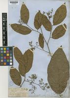 Casimirella ampla (Miers) R.A.Howard [family ICACINACEAE]