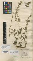 Isotype of Gossypianthus australis Griseb. [family AMARANTHACEAE]