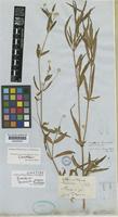 Holotype of Brandesia lanceolata Benth. [family AMARANTHACEAE]
