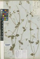 Gomphrena prostrata Desf. [family AMARANTHACEAE]